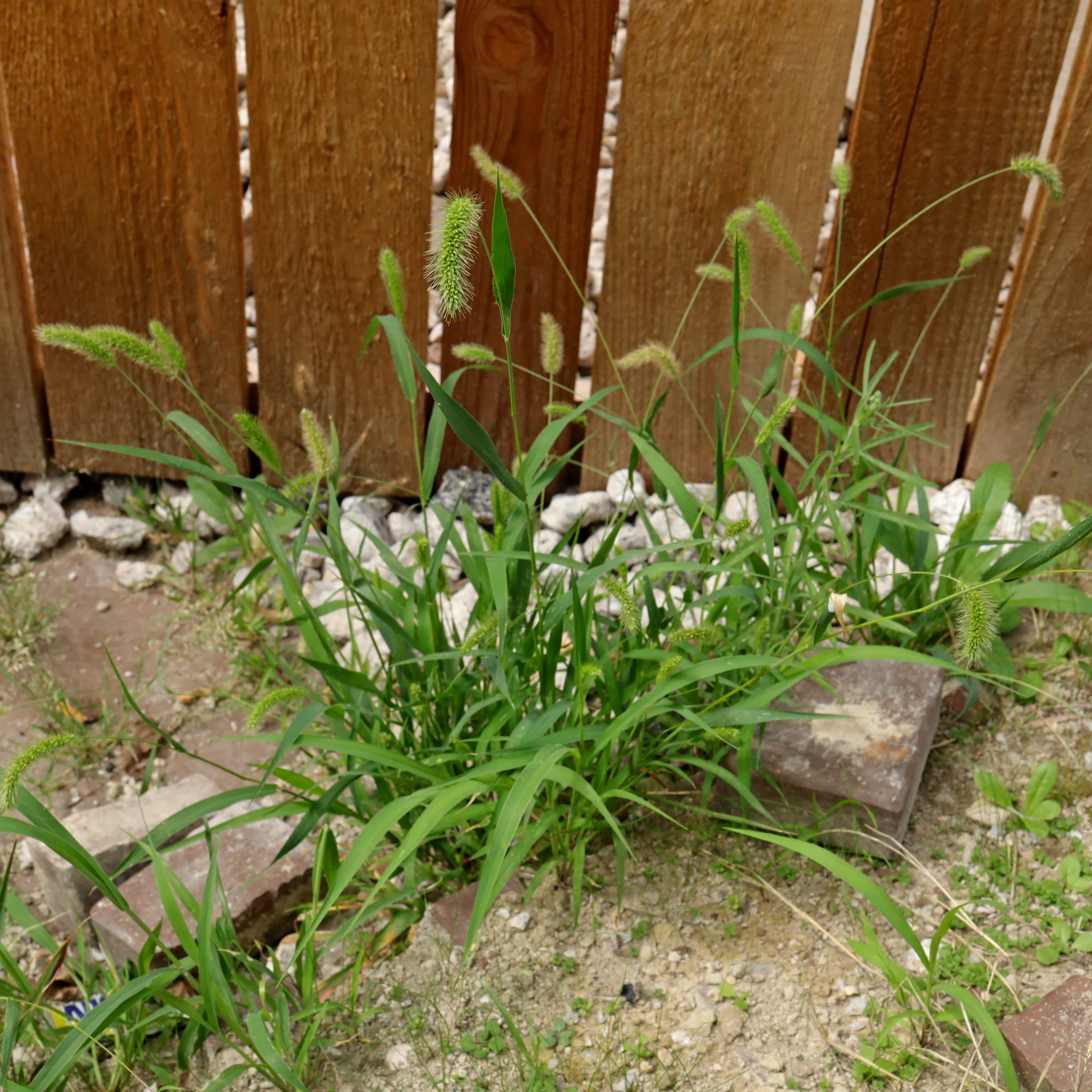 Kavelhirs (Setaria viridis)