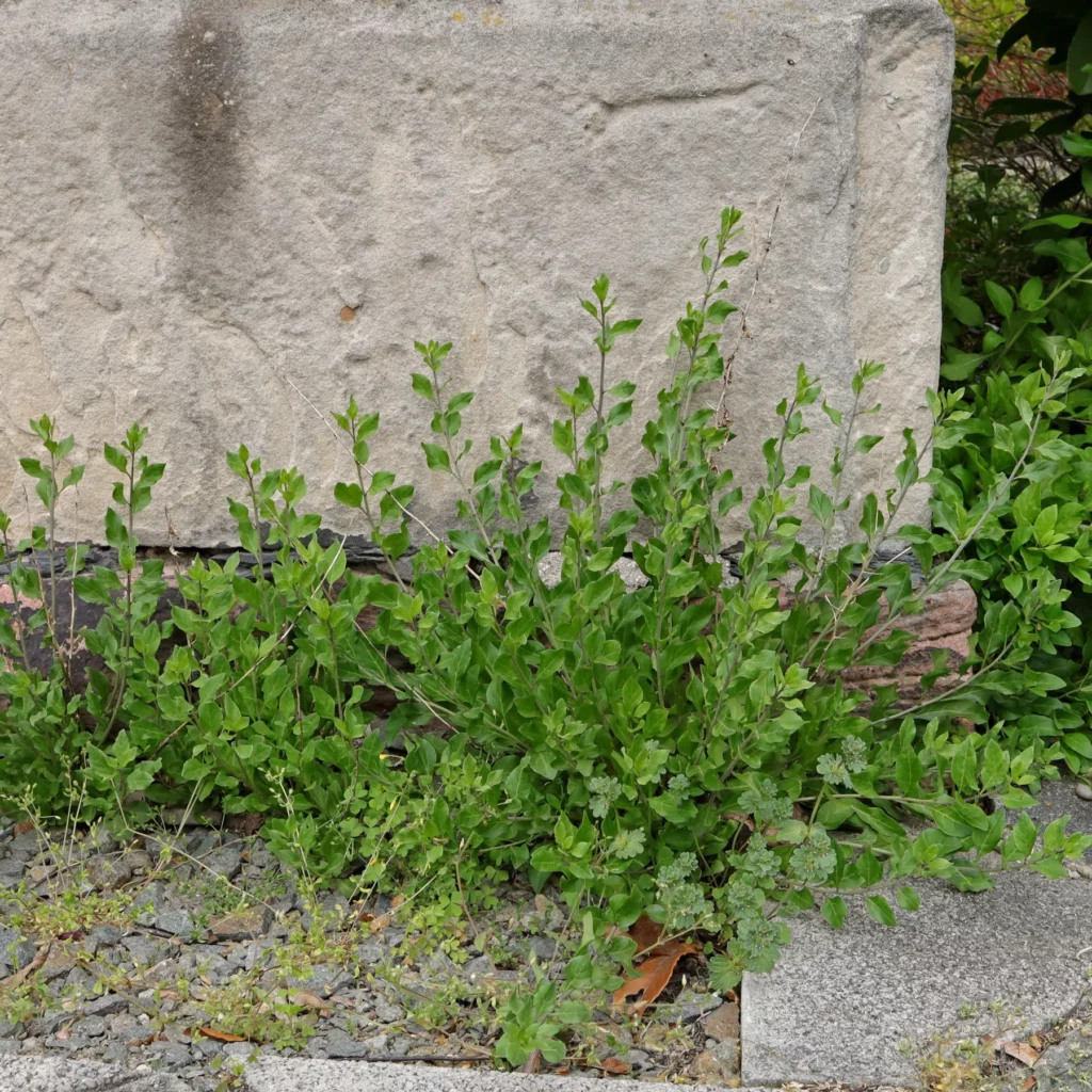 Goji växer vilt framför en mur nära en trädgård