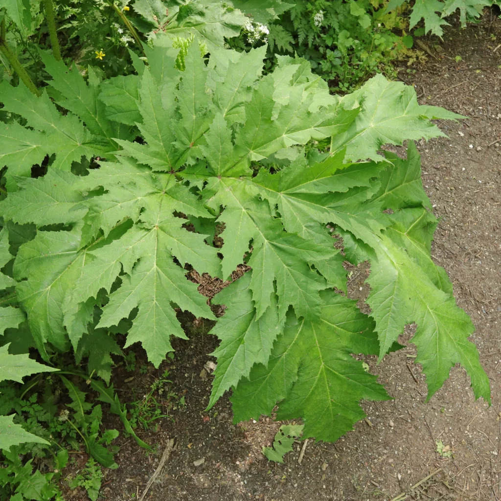 Heracleum mantegazzianum jattebjornloka
